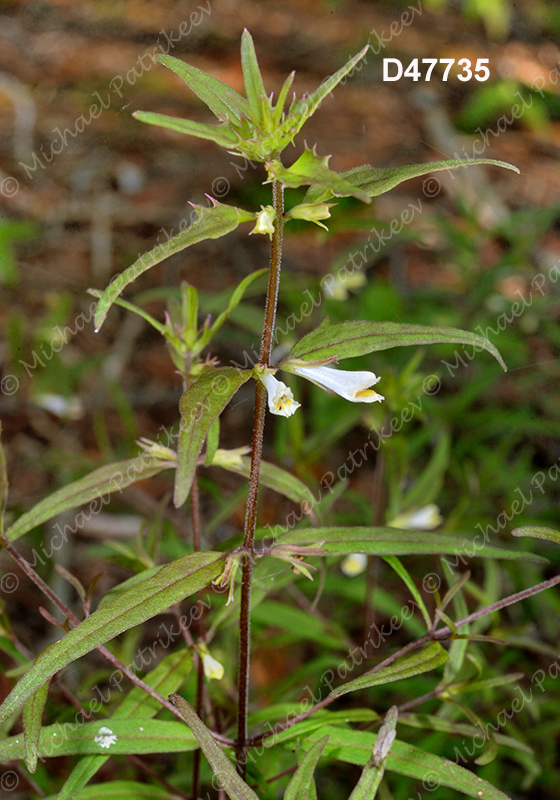 American Cow-wheat (Melampyrum lineare)